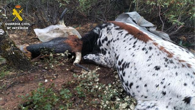 El cadáver de una de las vacas.