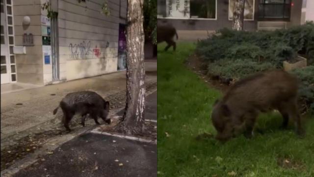 Vídeo: Los jabalíes, de paseo en A Coruña por la plaza de la Cubela y Os Mariñeiros