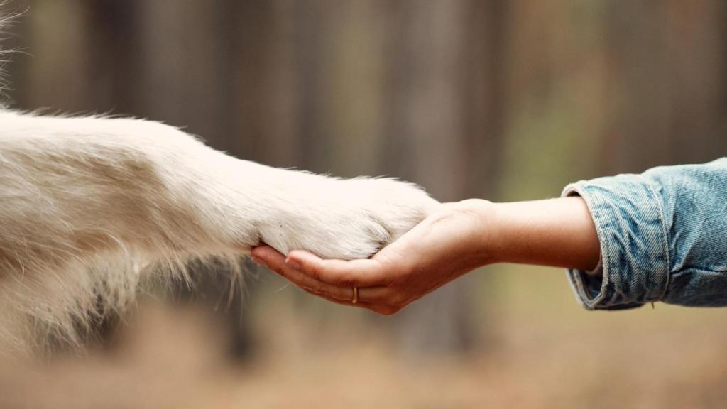 perro mascota