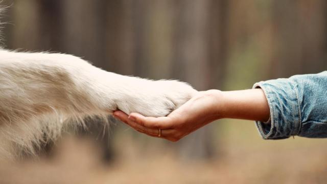 perro mascota