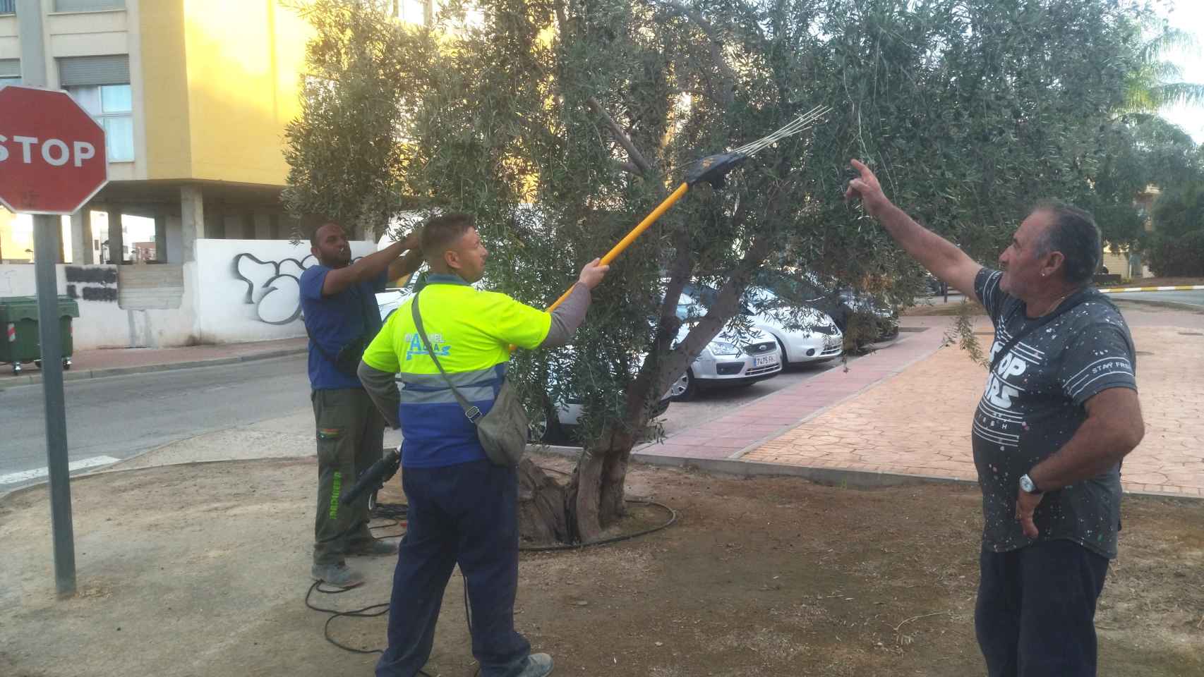 Juan Fernández, Jerónimo Ballester y Ginés Serna, este miércoles, vareando un olivo decorativo en una mediana, propiedad del Ayuntamiento de Totana.
