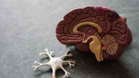 Una maqueta de un cerebro en imagen de archivo.