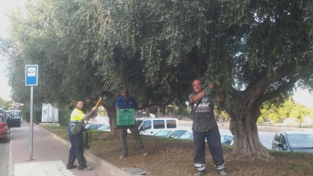 La cuadrilla de 'El Serna' vareando olivos decorativos en la calle Pliego de Totana.