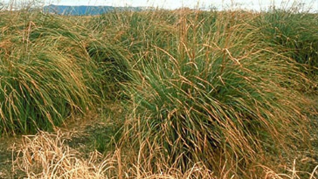 Plantas de masiega en las Tablas de Daimiel. Foto: MITECO.