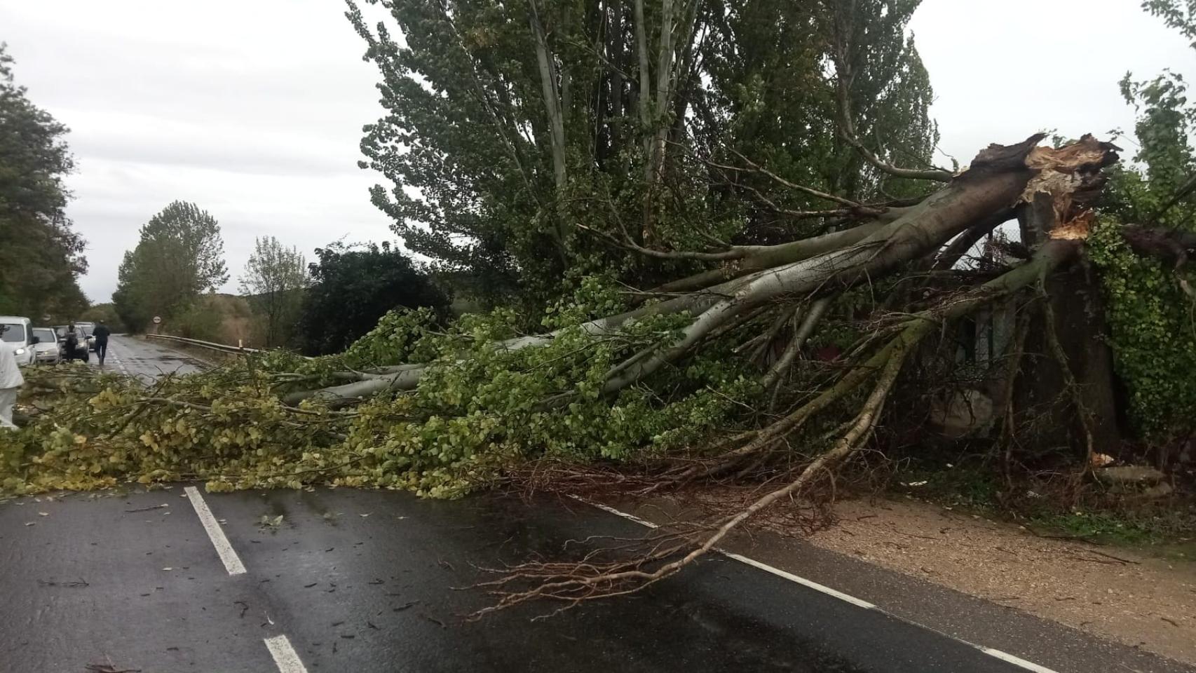 Foto: Archivo. Árbol caído en una carretera provincial de Zamora por fuertes rachas de viento