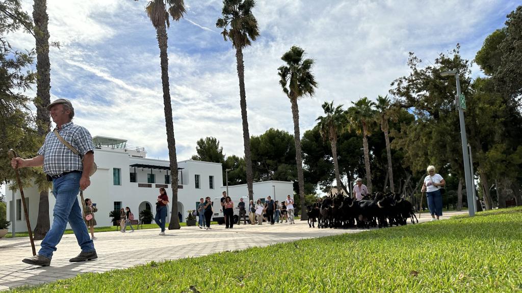 Las ovejas han sorprendido a los estudiantes de la UA.