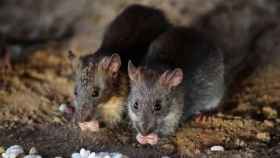 Dos ratas buscan comida entre la basura de Nueva York iStock