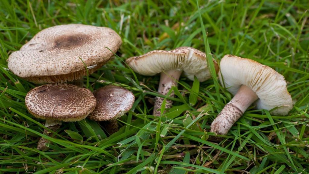 Imagen de la 'Lepiota brunneoincarnata'