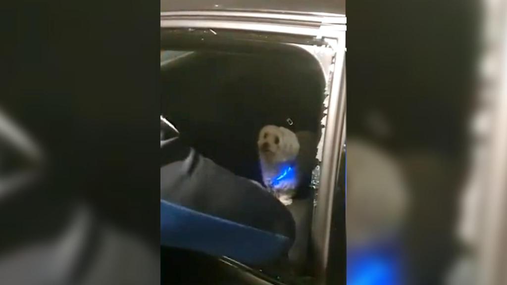 El perro rescatado por la Policía Municipal.