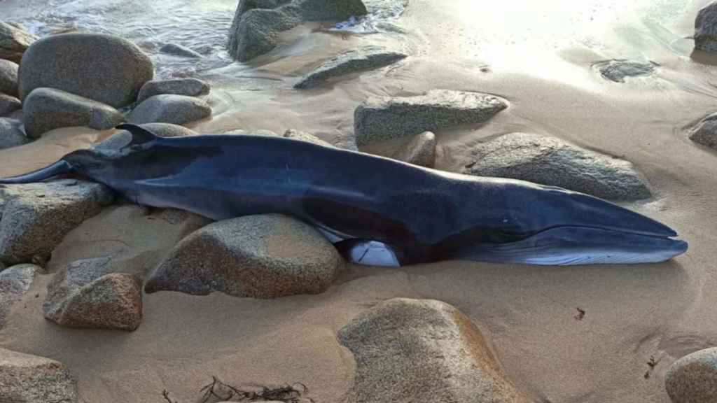 Ejemplar de ballena aliblanca encontrada en la playa de Foxos.