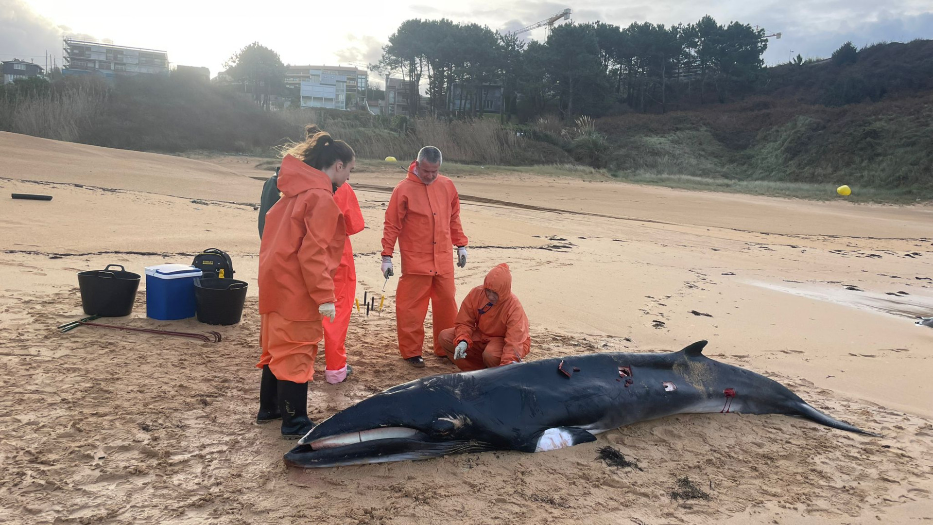 Expertos del Cemma analizan el ejemplar de ballena aliblanca hallada muerta en la playa de Foxos. Foto: Cemma