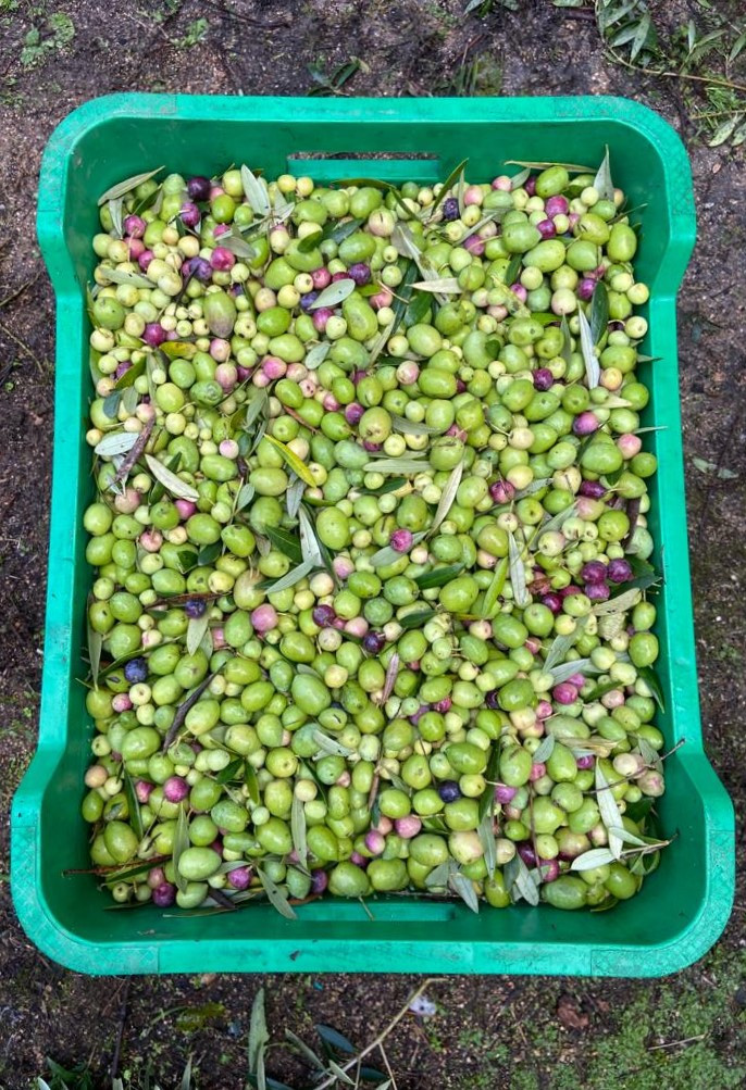 Cesto de olivas recién recogidas (Aceites Abril).