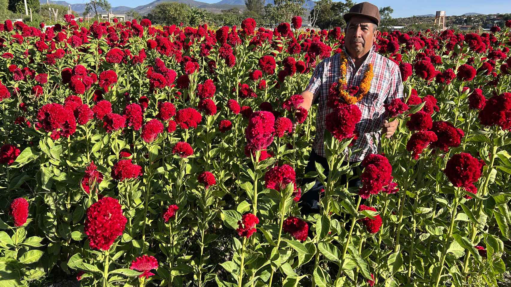 Un agricultor trabaja en un campo de flor de cempasúchil.