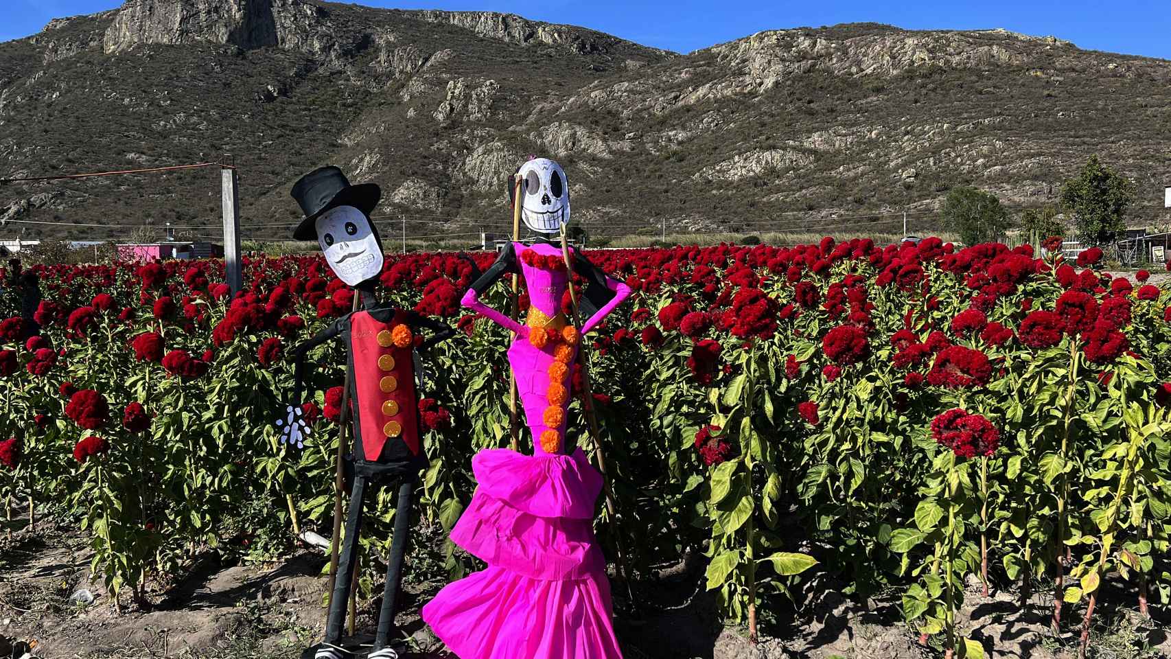 Fotografía de una catrina gigante en un campo de flor de cempasúchil, usada tradicionalmente para adornar altares, ofrendas y tumbas en temporada de Día de Muertos.