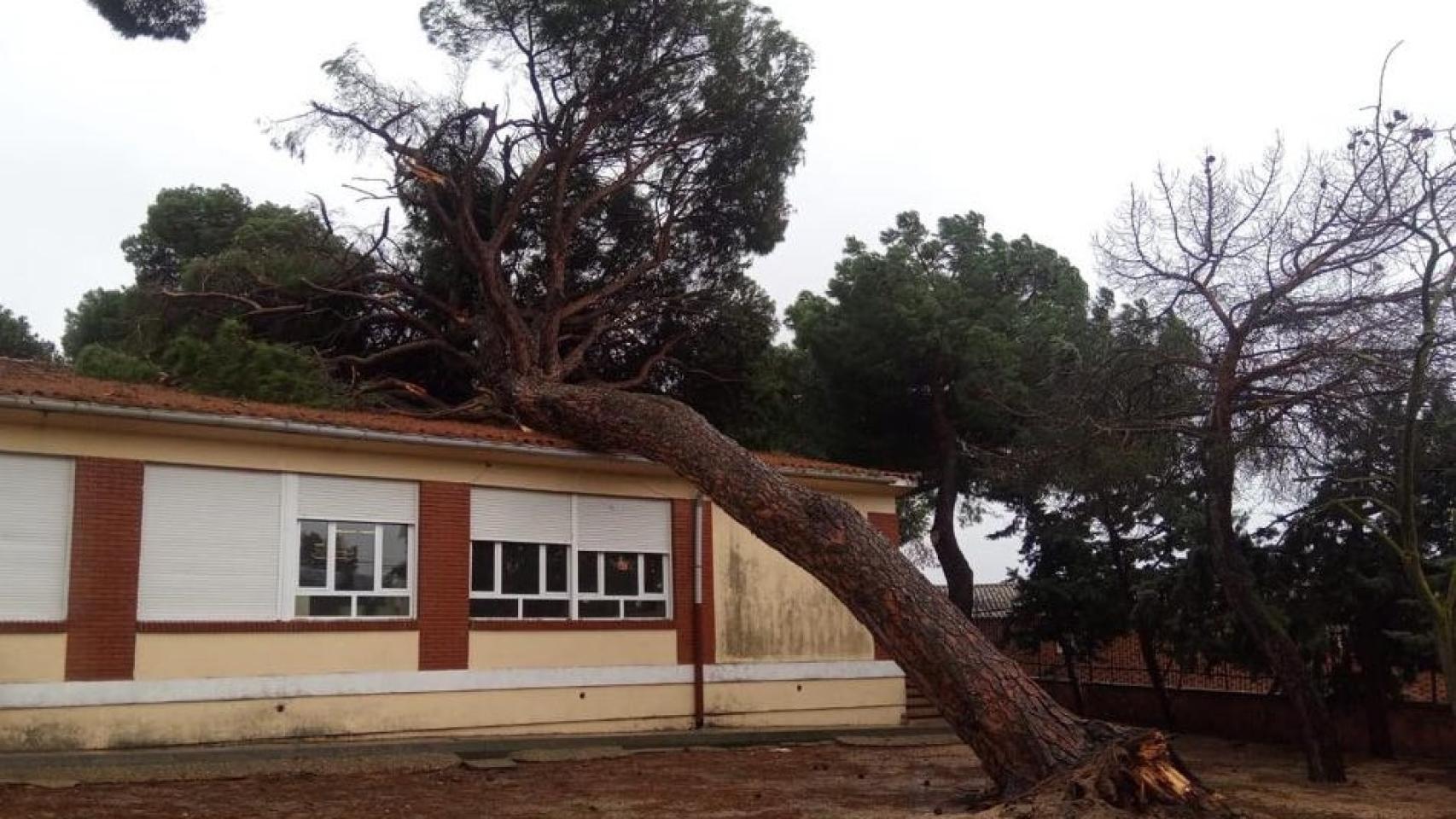 Cae un árbol sobre la escuela de El Carpio