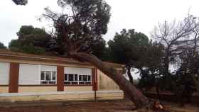 Cae un árbol sobre la escuela de El Carpio