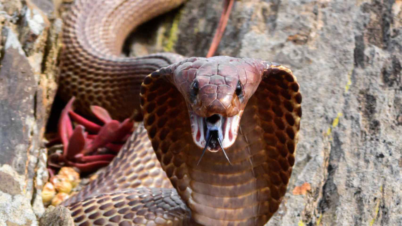 Detalle de una cobra del Cabo, una serpiente potencialmente venenosa.