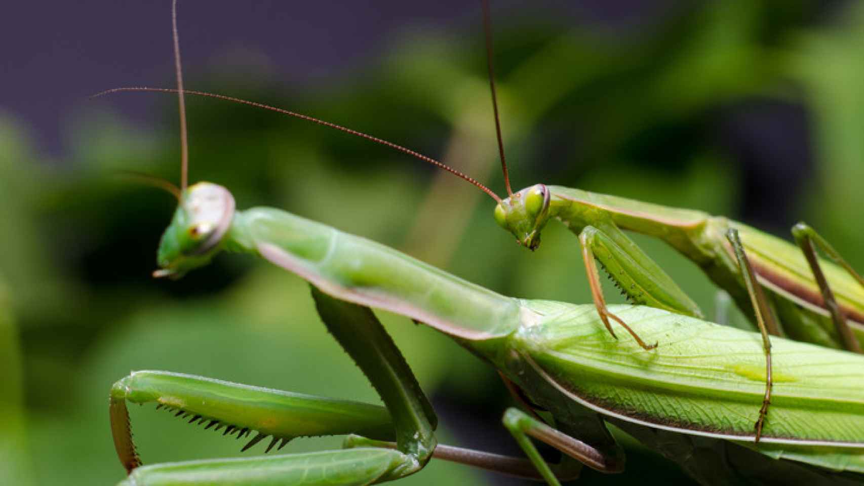 Al observar el apareamiento de las mantis, pueden diferenciarse en que el macho es más pequeño que la hembra y tiene alas pardo-grisáceas desarrolladas.