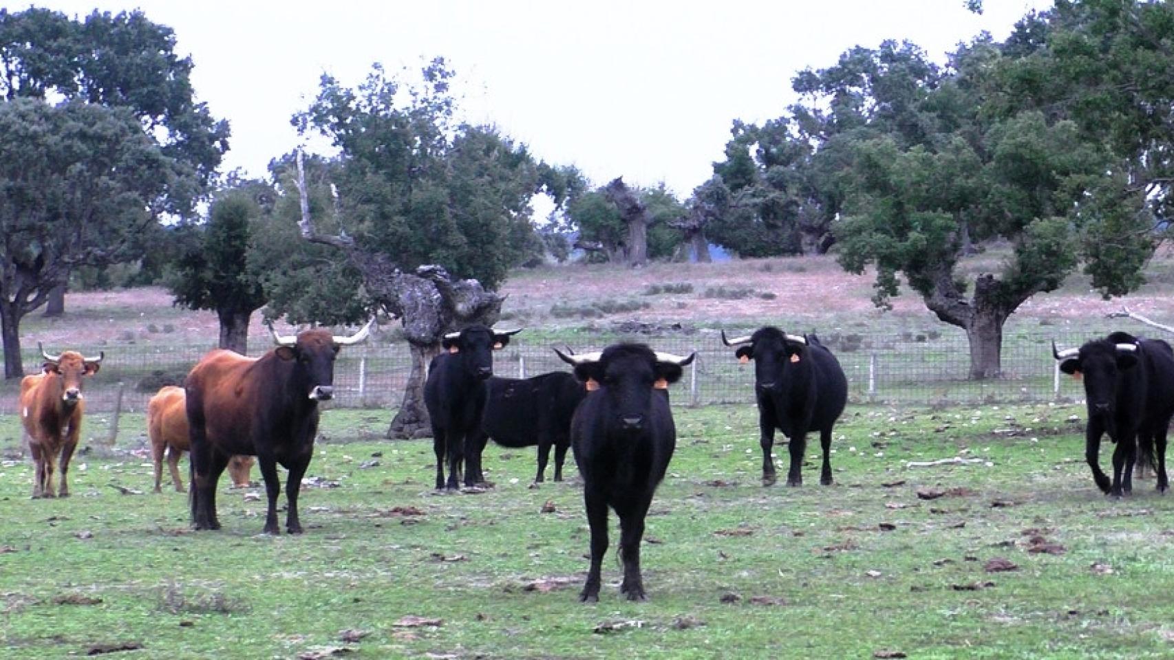 Una visita a la ganadería Pedrés
