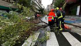 Los bomberos del Ayuntamiento de León retirando un árbol que se había caído por el viento