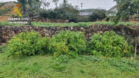 Imagen de las plantas de marihuana en la finca del detenido