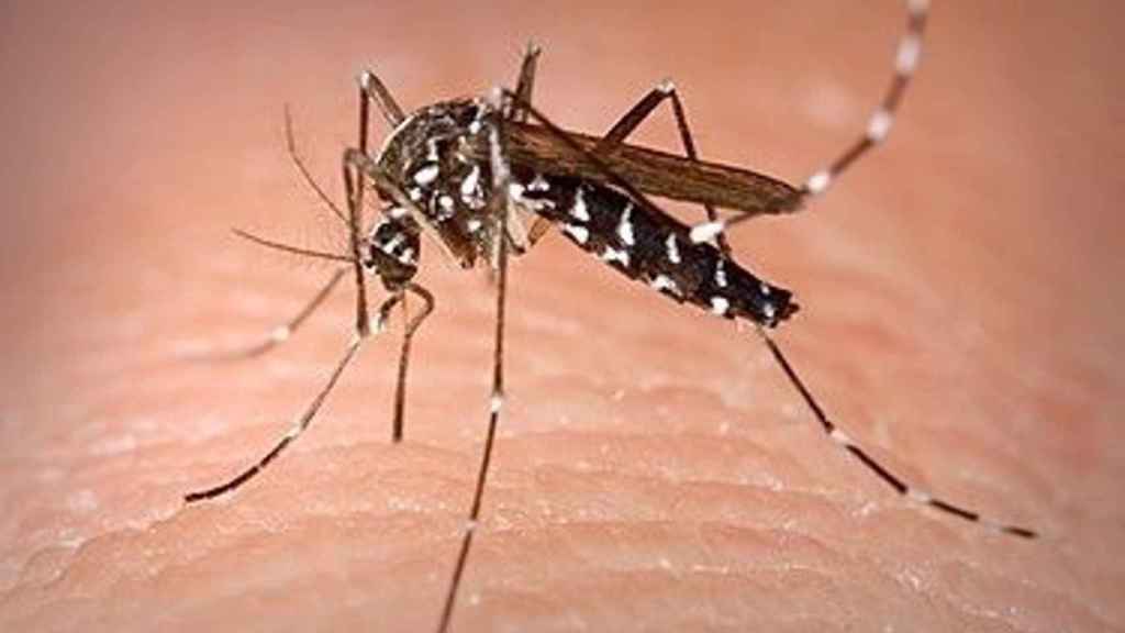 Ejemplar de Aedes albopictus.