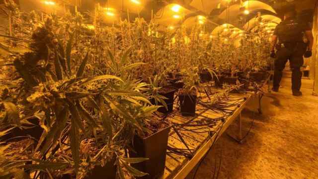 La plantación de marihuana interceptada por la Guardia Civil.