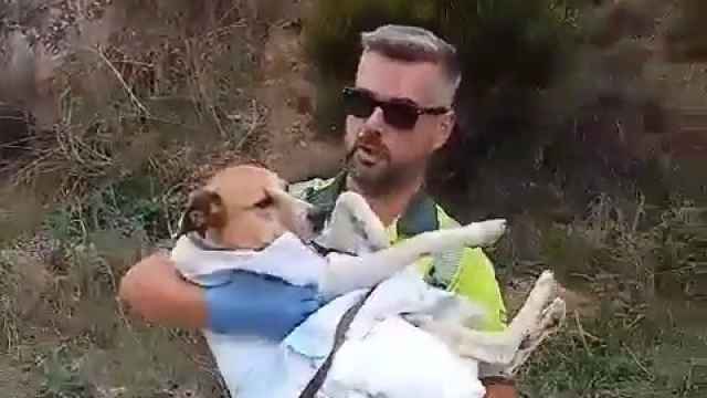 Rescate de la Guardia Civil a un perrito herido tras un accidente en Zamora