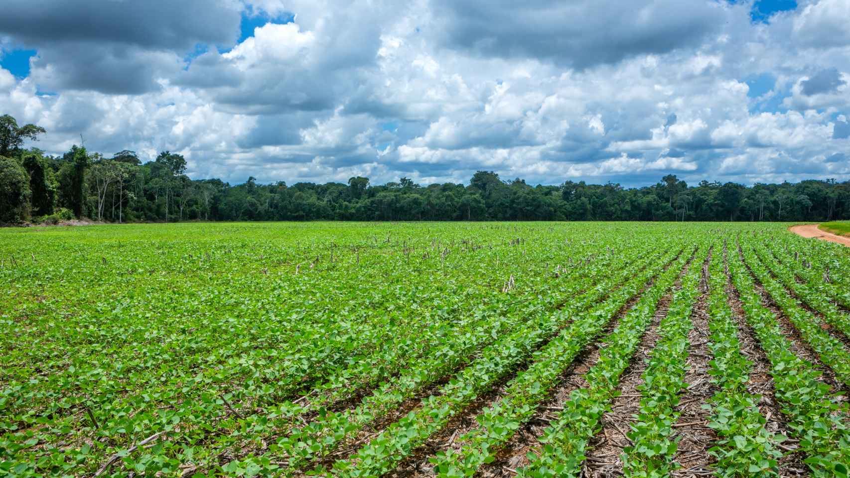 Vista de una plantación de soja en Mato Grosso, Brasil.