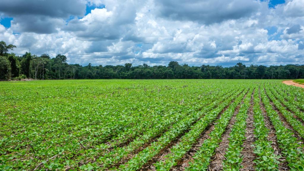 Vista de una plantación de soja en Mato Grosso, Brasil.