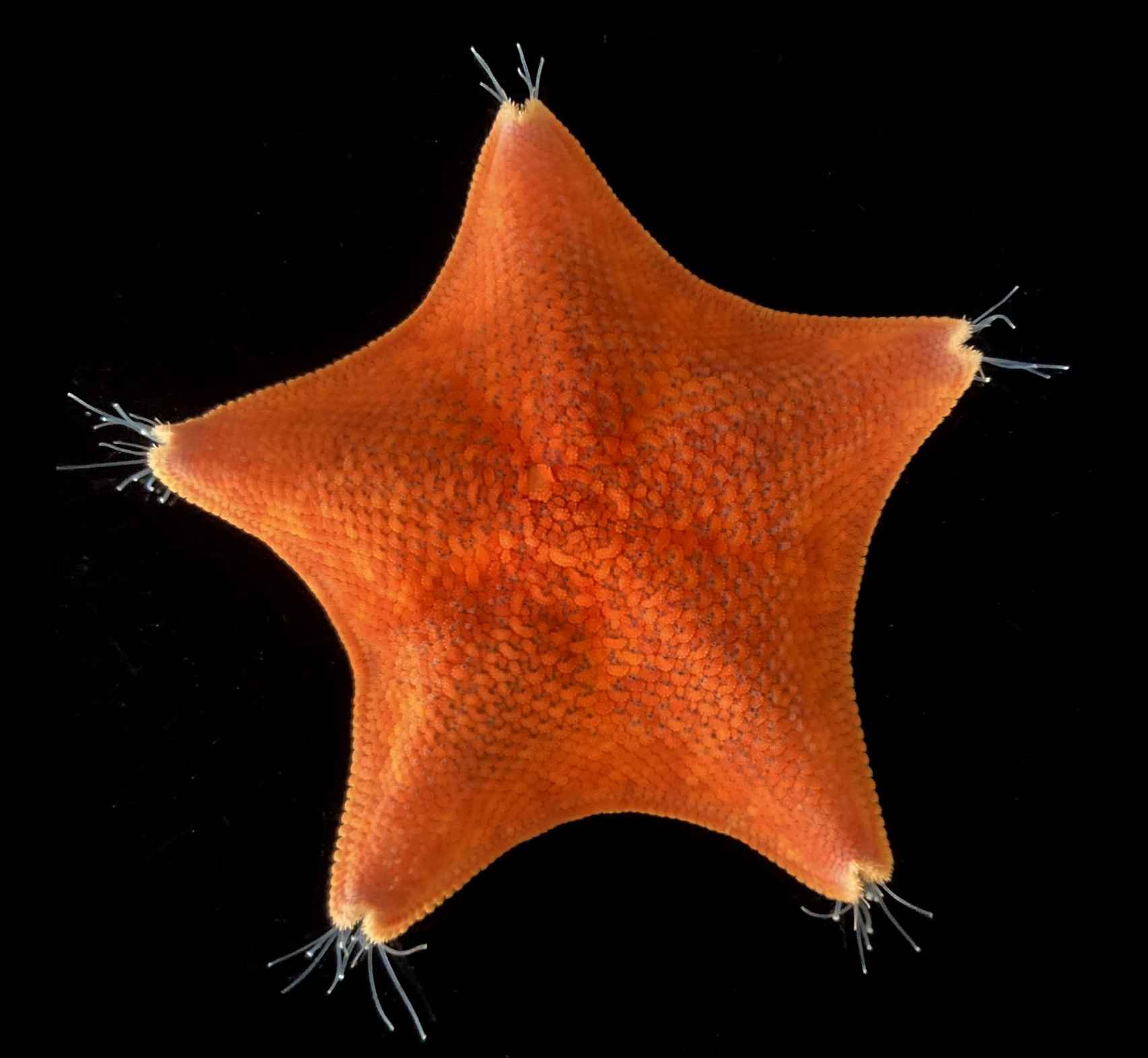 La inusual simetría de cinco ejes de las estrellas de mar ha confundido durante mucho tiempo nuestra comprensión de la evolución animal.
