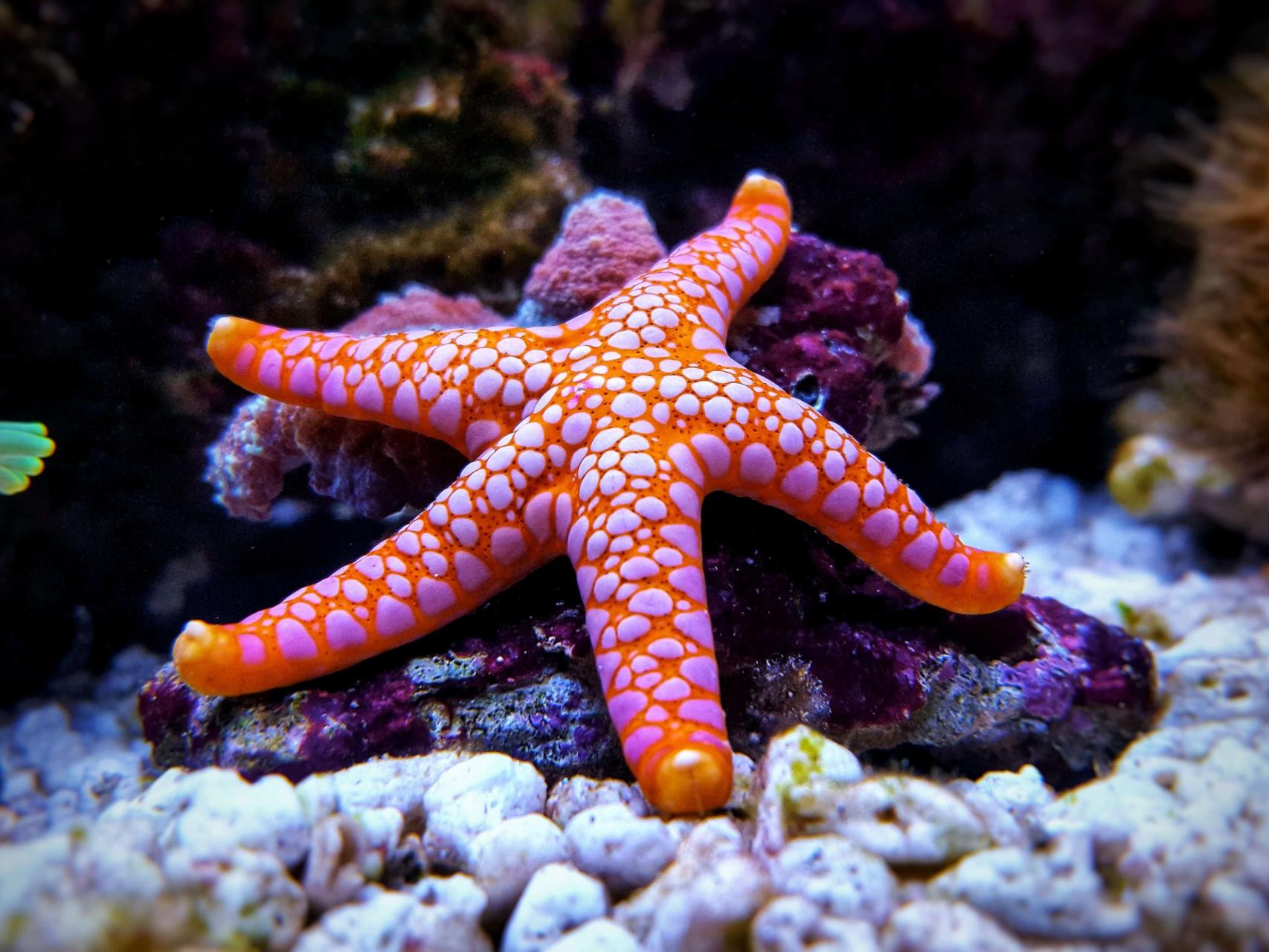 Estudio revela cuál es la cabeza de una estrella de mar - La Tercera