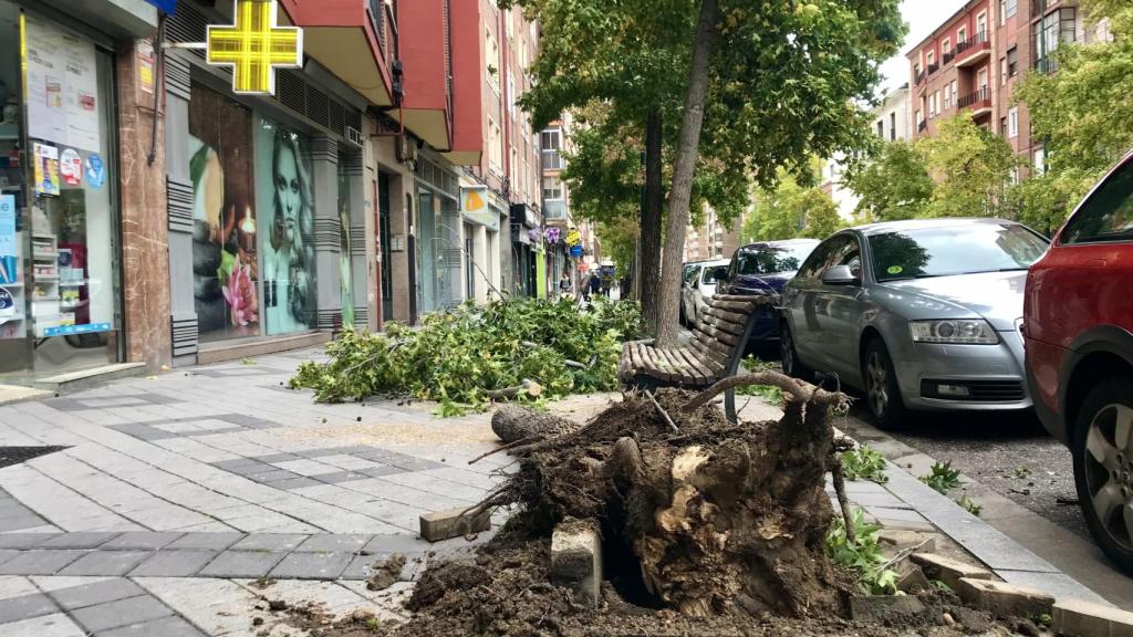 Restos de árboles y ramas en las aceras por las fuertes rachas de viento en Valladolid