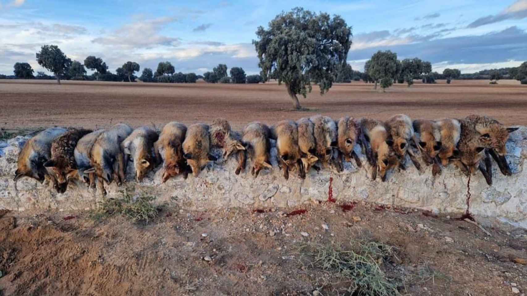 Un grupo de cazadores comparte una imagen tras matar a 20 zorros.