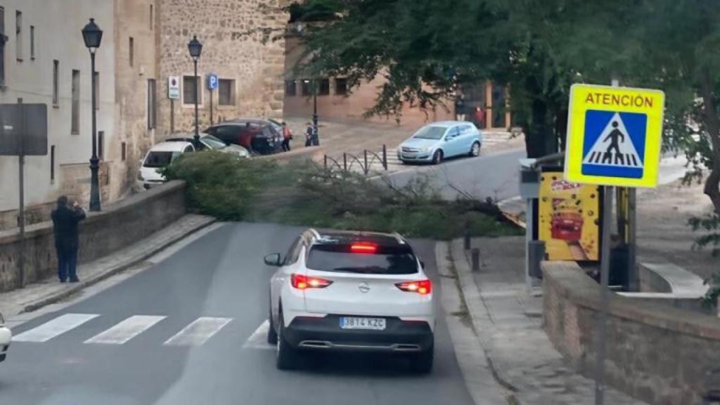 Caída de un árbol en La Cornisa.