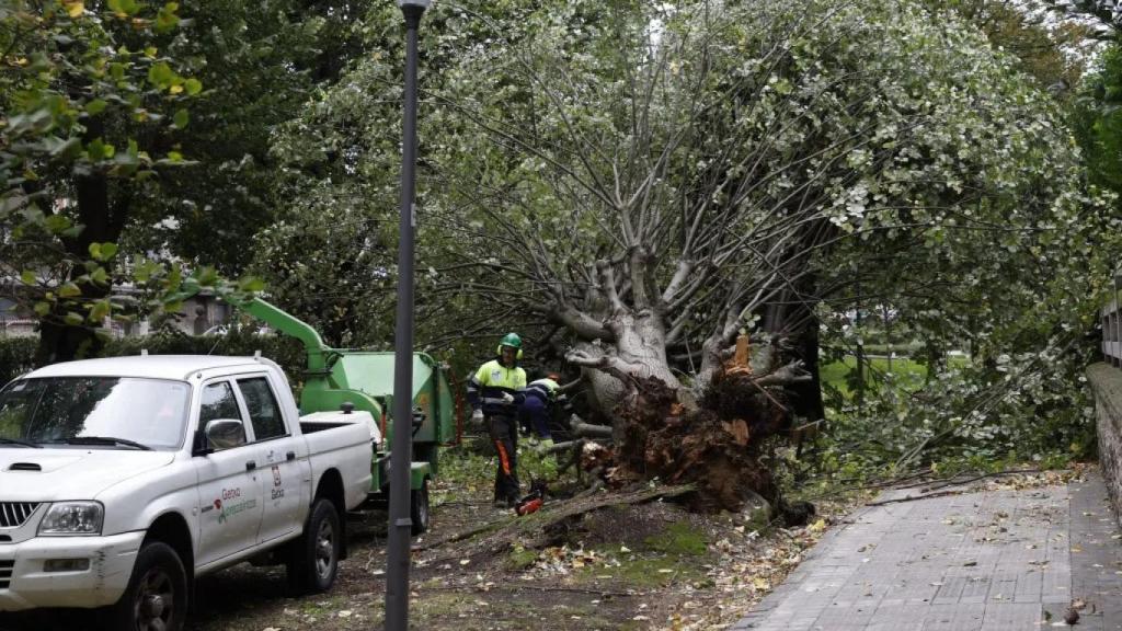 Un árbol caído en Euskadi.