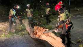 Los bomberos del Ayuntamiento de Valladolid trabajan esta madrugada en la caída de un árbol