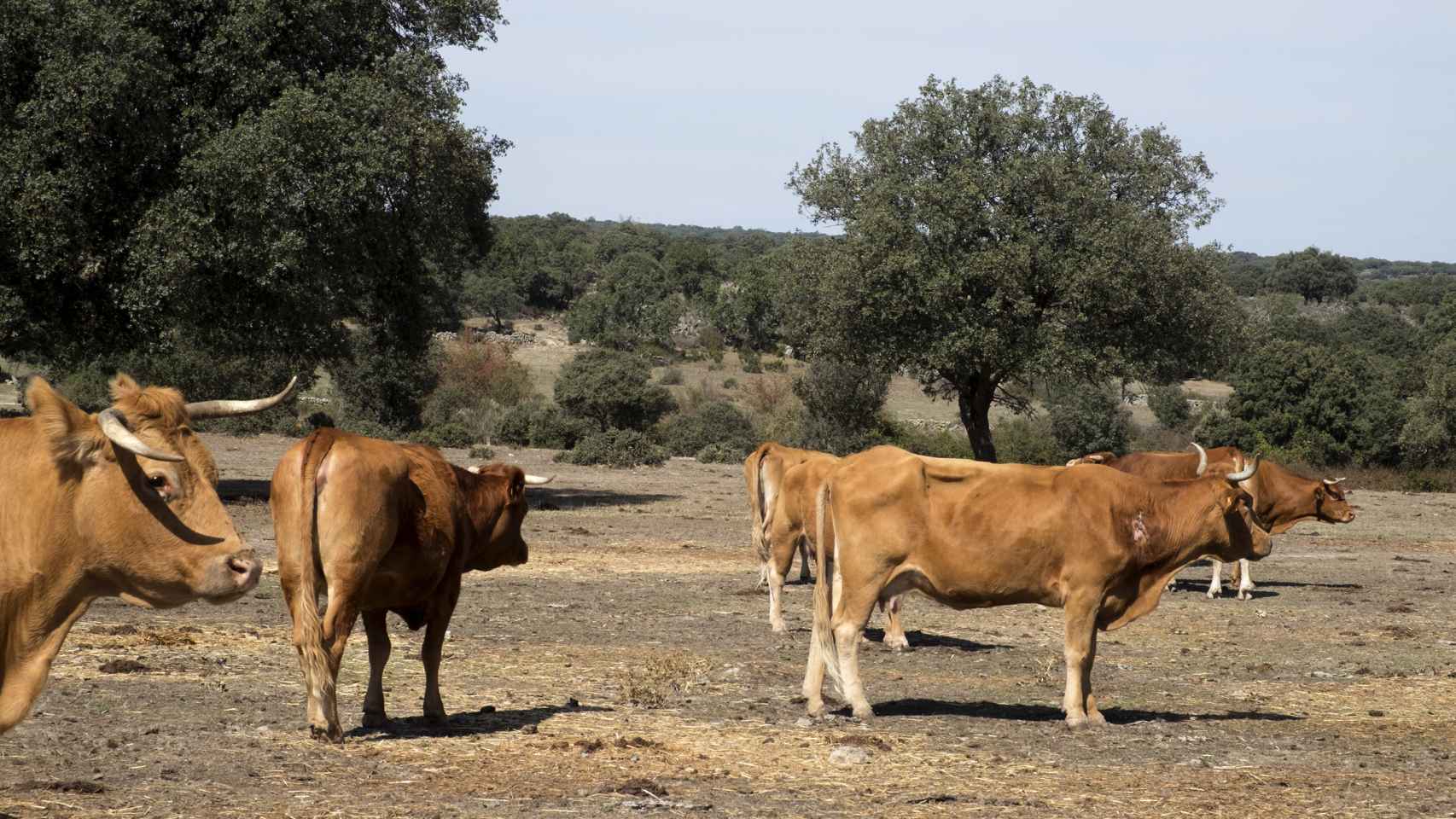Unas vacas afectadas por la enfermedad hemorrágica epizoótica