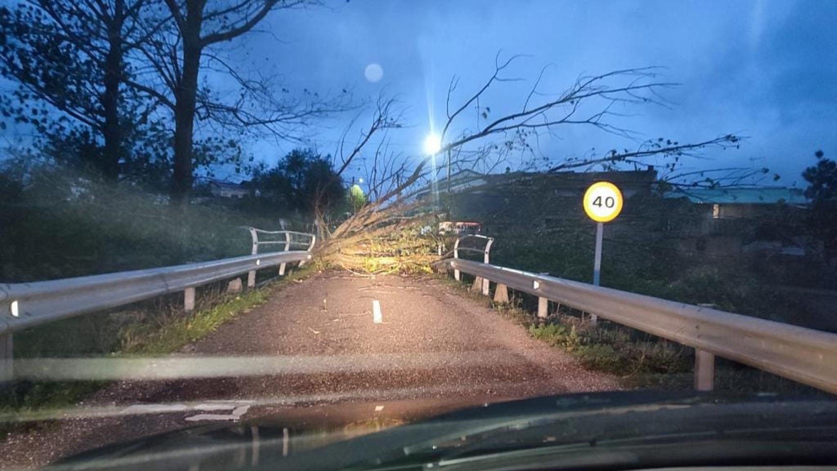Árbol caído en la carretera provincial entre Moral de Sayago y Moralina