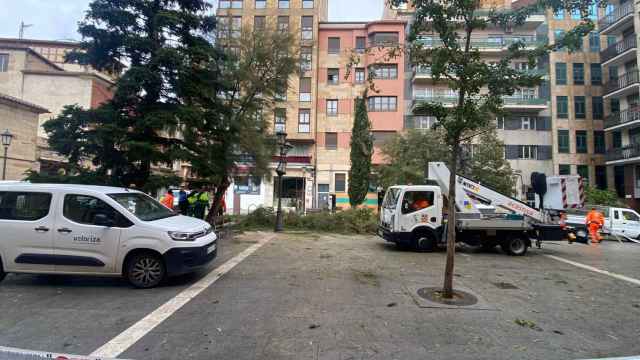 Caída de un árbol en la plaza del Maestro en Zamora