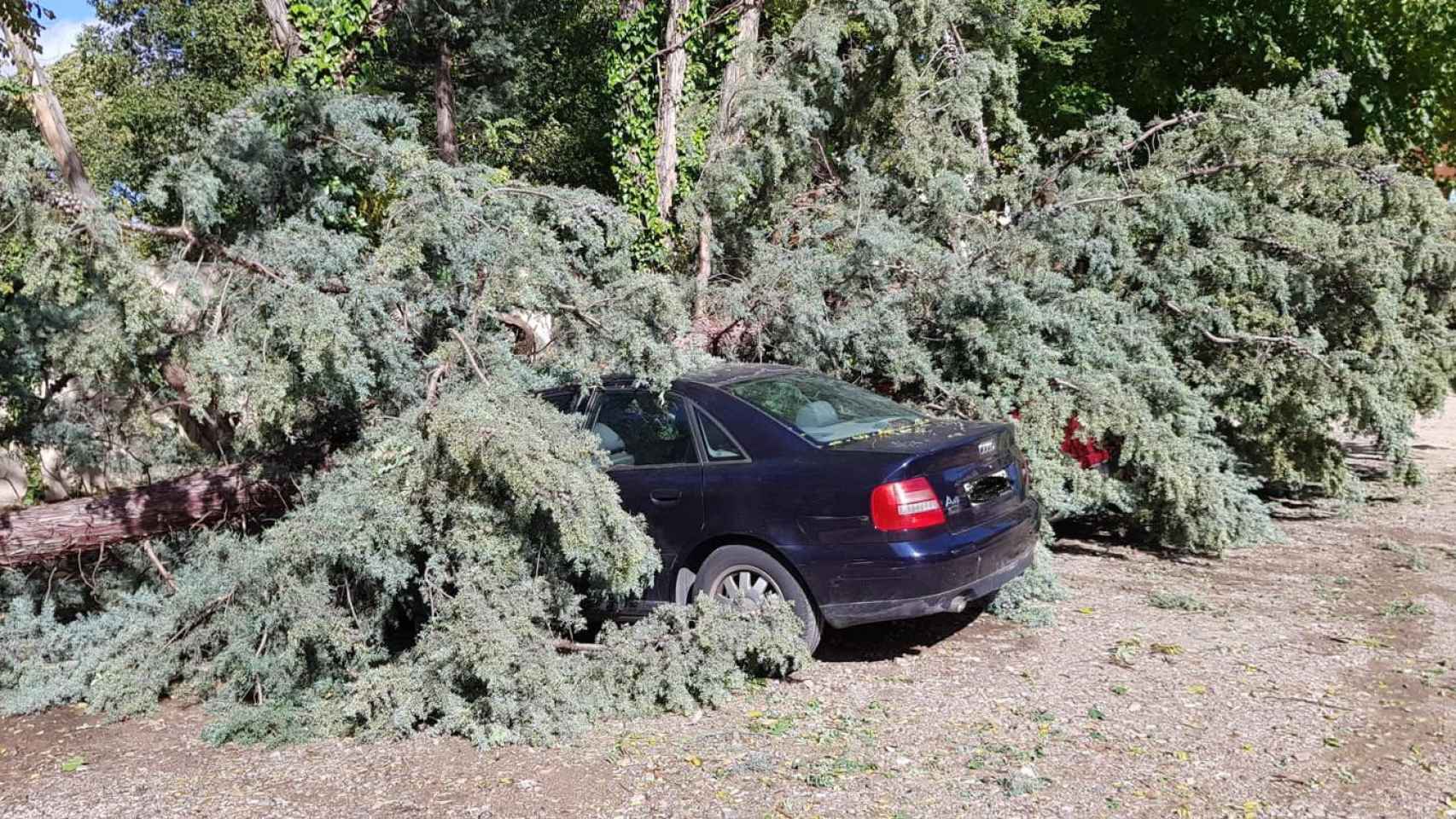 Un árbol ha caído sobre varios coches en el cuartel de la Policía Local de Toledo.