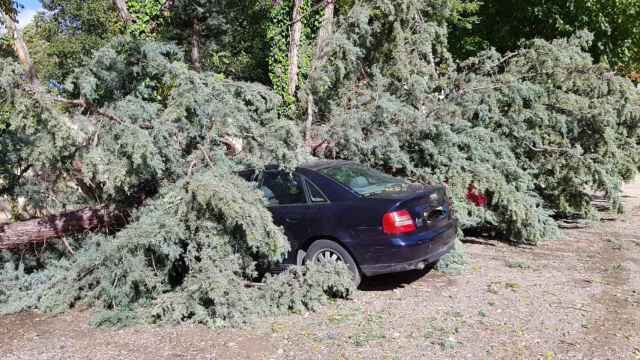 Un árbol ha caído sobre varios coches en el cuartel de la Policía Local de Toledo.