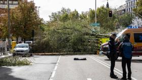 Agentes de policía local al lado del árbol que ha caído sobre un paso de peatones por la borrasca ‘Ciarán’.