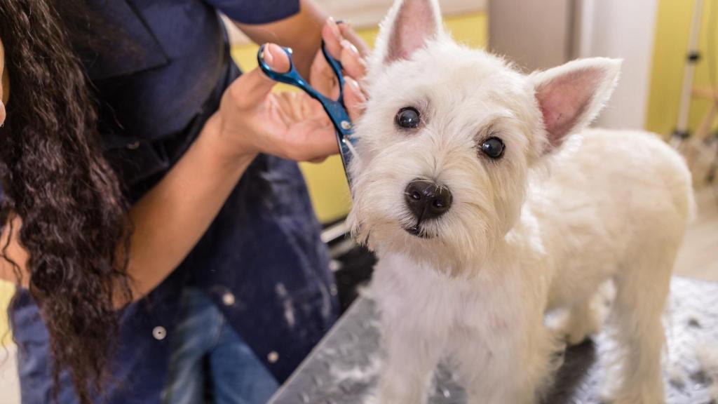 perro peluquería canina