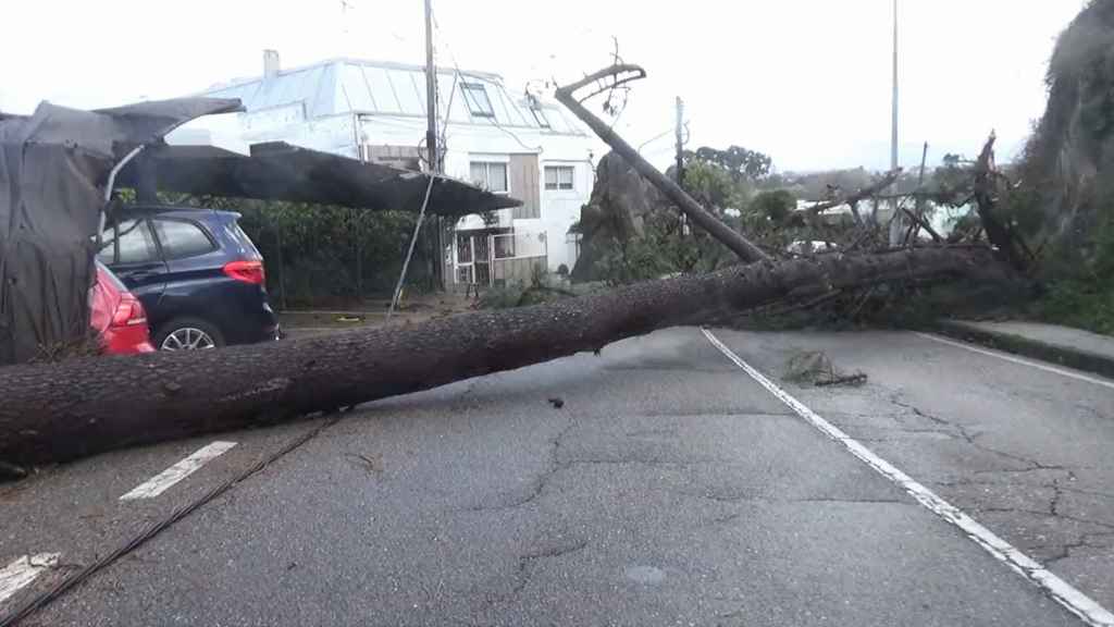 Un gran árbol cae sobre la carrerera en Coruxo (Vigo) debido al temporal.