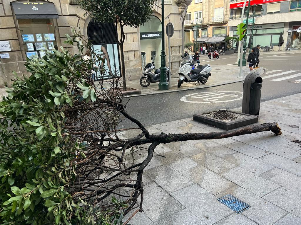 Un árbol caído en la acera en la calle Hernán Cortés de Vigo.