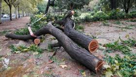 Un árbol derribado por el viento, imagen de archivo. Efe / Juan Carlos Cárdenas