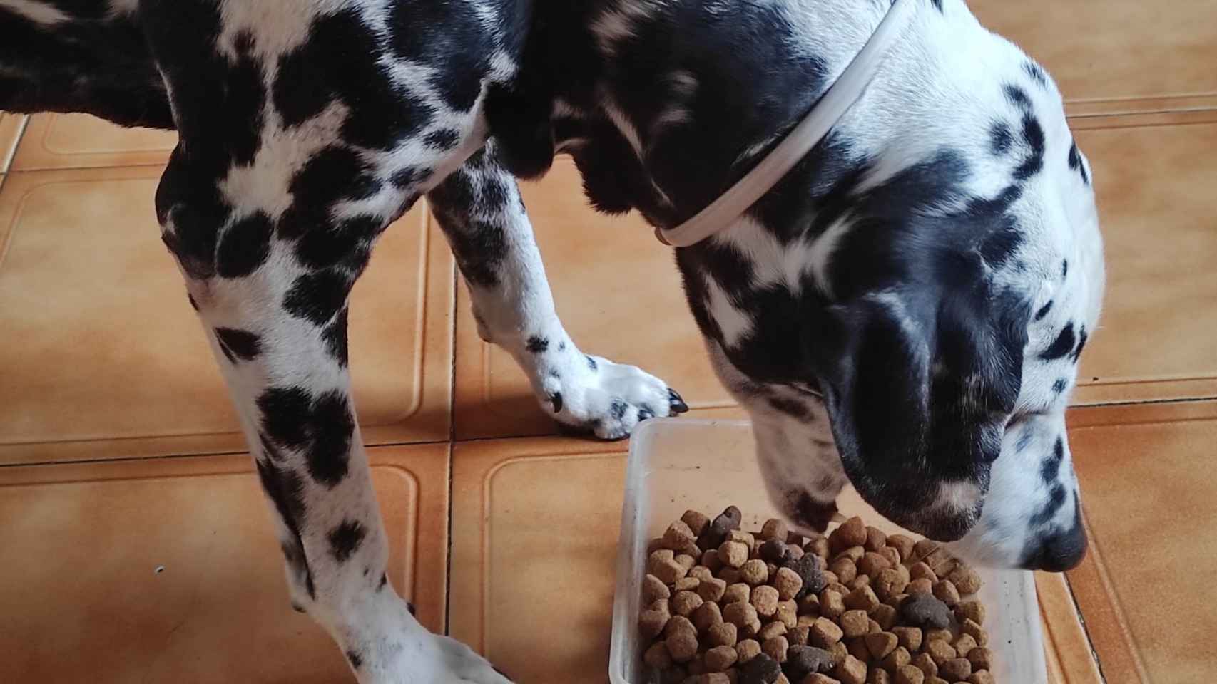 Imagen de archivo de un perro comiendo pienso.