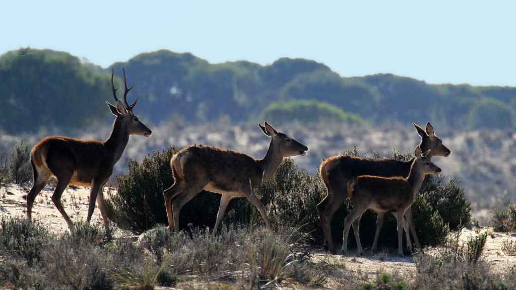 Fauna del Parque Nacional de Doñana