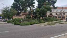 Un árbol caído junto a la residencia Santa Casilda de Toledo.